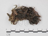 登錄號:F0021937藏品圖，第3張