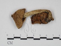 登錄號:F0021938藏品圖，第1張