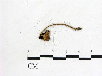 登錄號:F0021940藏品圖，第1張