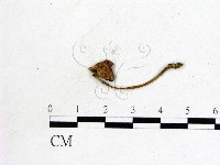 登錄號:F0021940藏品圖，第3張