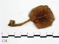 登錄號:F0021941藏品圖，第1張