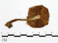 登錄號:F0021941藏品圖，第3張