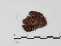 登錄號:F0021944藏品圖，第1張