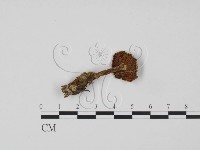 登錄號:F0021945藏品圖，第3張
