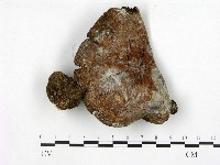 登錄號:F0021946藏品圖，第1張