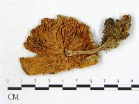 登錄號:F0021948藏品圖，第3張