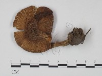 登錄號:F0021949藏品圖，第1張