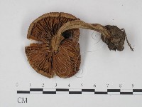 登錄號:F0021949藏品圖，第3張