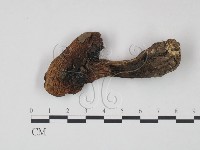 登錄號:F0021950藏品圖，第1張