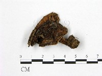登錄號:F0021951藏品圖，第1張
