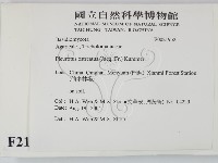 糙皮側耳藏品圖，第2張