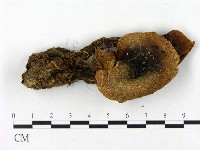 登錄號:F0021953藏品圖，第1張