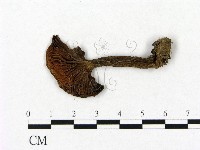登錄號:F0021956藏品圖，第1張