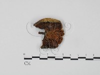 紅菇屬藏品圖，第3張