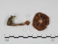 登錄號:F0021960藏品圖，第1張