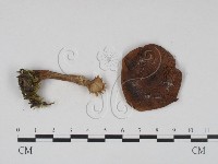 登錄號:F0021960藏品圖，第3張