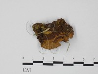 多孔菌屬藏品圖，第3張