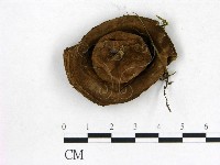 登錄號:F0021962藏品圖，第1張