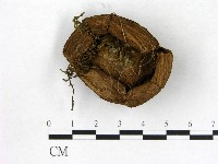 登錄號:F0021962藏品圖，第3張