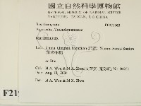 小皮傘屬藏品圖，第2張