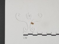 小皮傘屬藏品圖，第3張