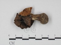 登錄號:F0021965藏品圖，第1張