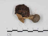 登錄號:F0021965藏品圖，第3張