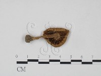 登錄號:F0021966藏品圖，第3張