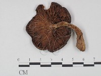 登錄號:F0021967藏品圖，第3張