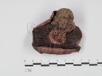 登錄號:F0021970藏品圖，第3張