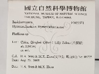 木層孔菌屬藏品圖，第2張