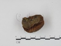 木層孔菌屬藏品圖，第3張
