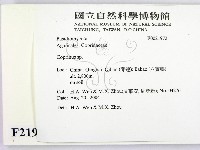 鬼傘屬藏品圖，第2張