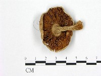 登錄號:F0021973藏品圖，第3張