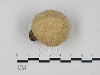 登錄號:F0021974藏品圖，第1張