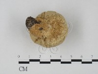登錄號:F0021974藏品圖，第3張