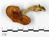 登錄號:F0021975藏品圖，第1張