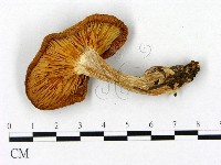 登錄號:F0021975藏品圖，第3張