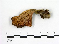 登錄號:F0021977藏品圖，第3張