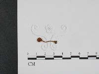 登錄號:F0021979藏品圖，第1張