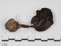 登錄號:F0021984藏品圖，第3張