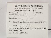 乳菇屬藏品圖，第2張