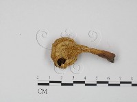 登錄號:F0021991藏品圖，第3張
