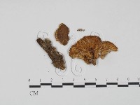 登錄號:F0021992藏品圖，第1張