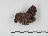 登錄號:F0021993藏品圖，第1張