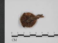 登錄號:F0021994藏品圖，第3張