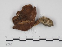 登錄號:F0021995藏品圖，第1張