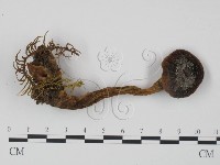 登錄號:F0021996藏品圖，第1張