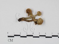 登錄號:F0022000藏品圖，第1張