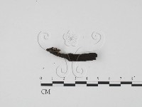 炭角菌屬藏品圖，第3張